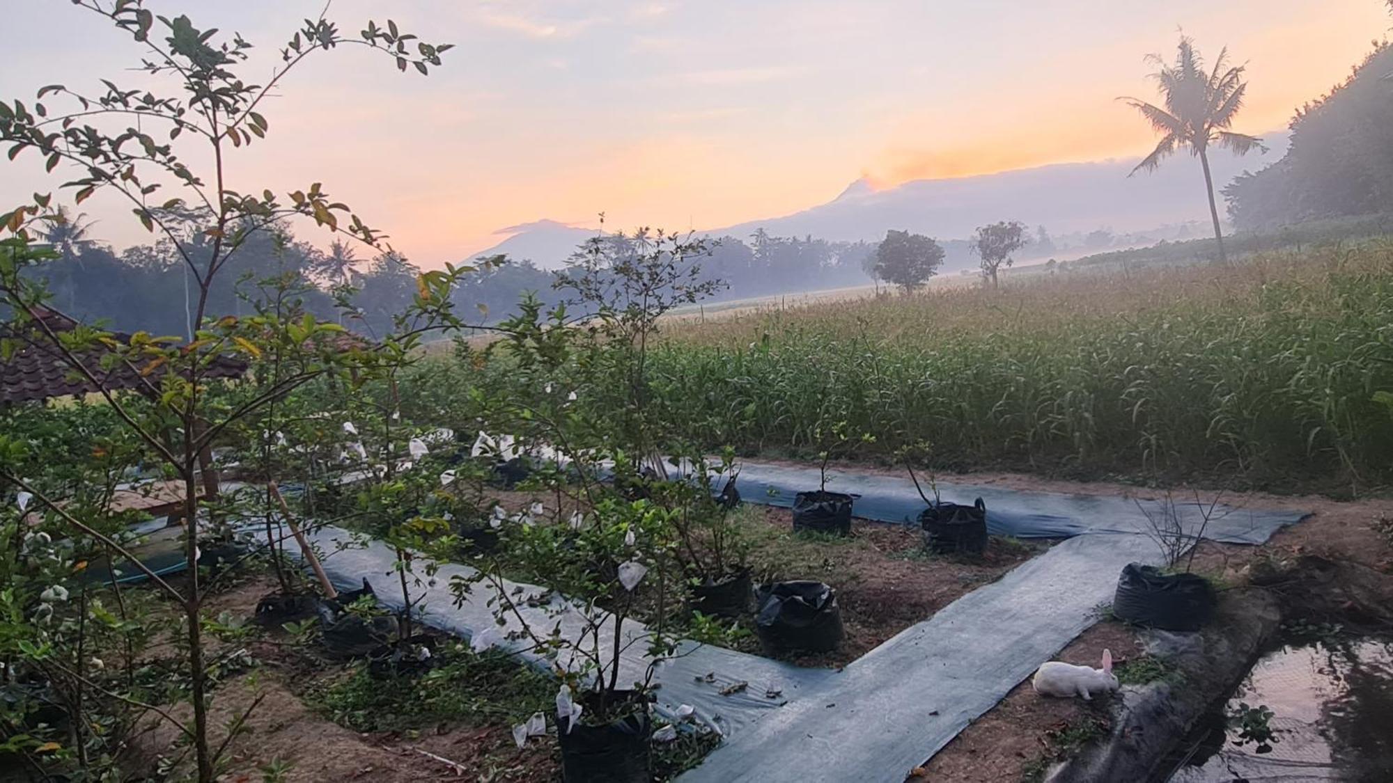 Anugrah Borobudur Magelang Exteriör bild